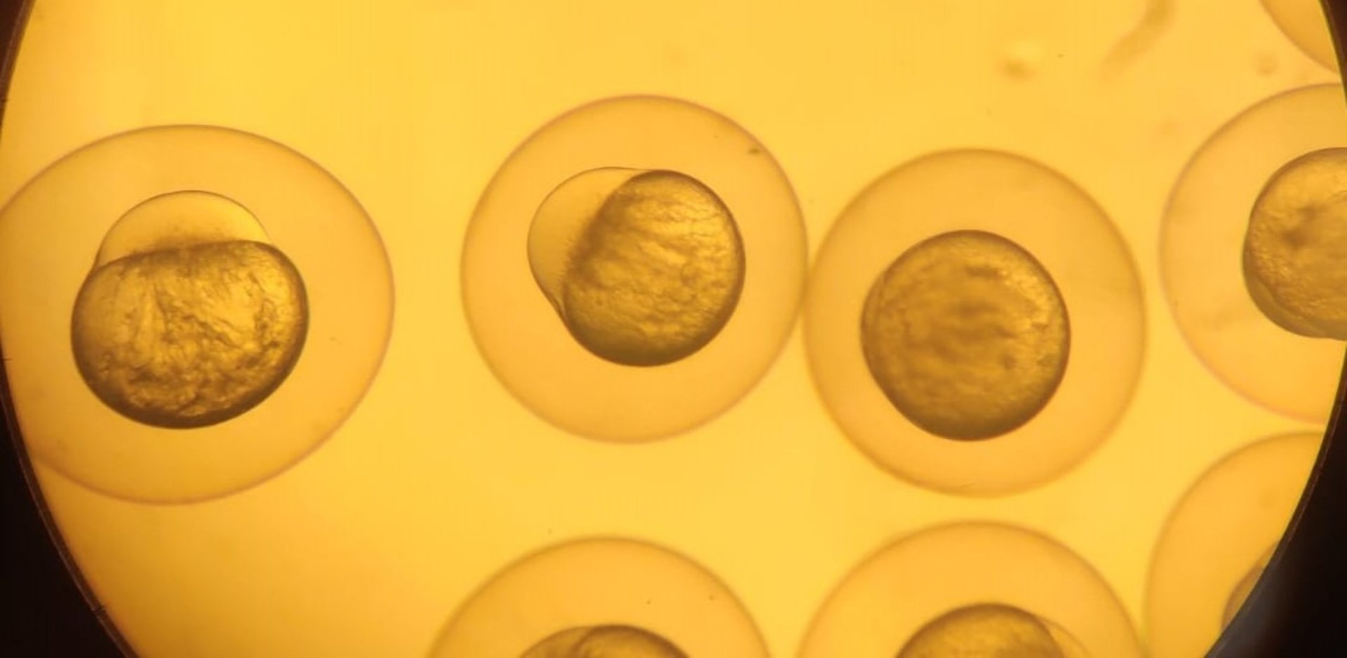 Zebrafish embryo stage