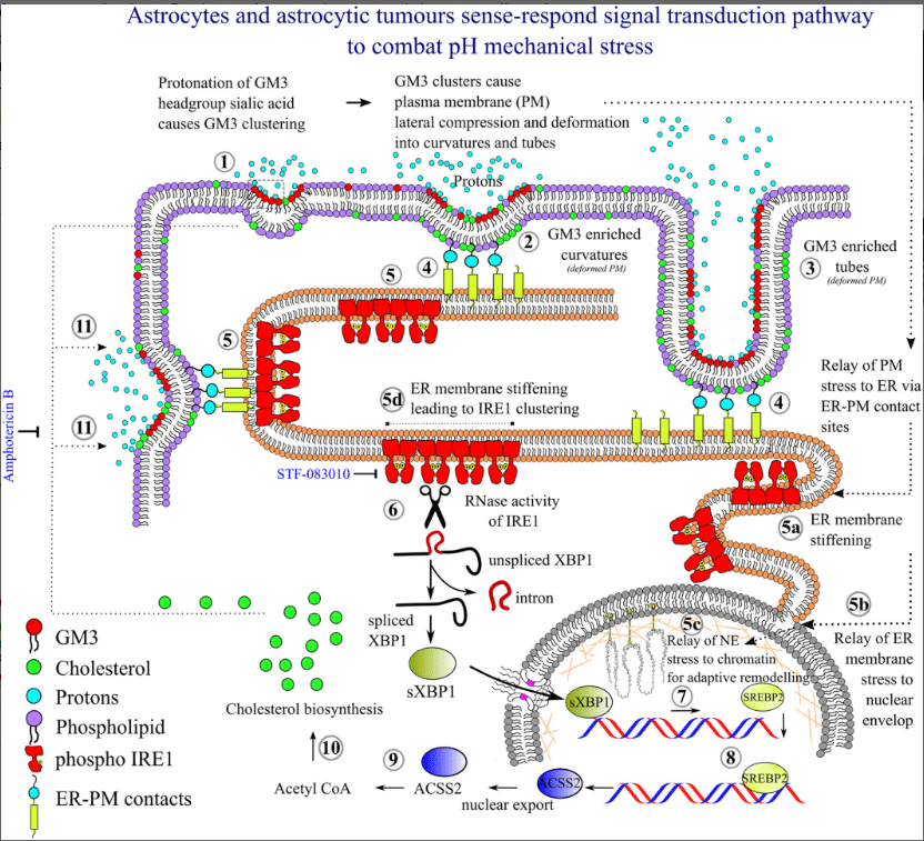 res_pics/rashmi/Brain-mechanobiology.gif